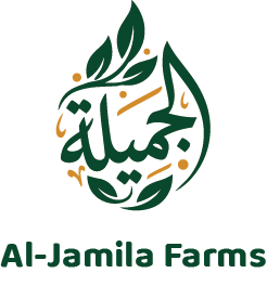 الجميلة : 